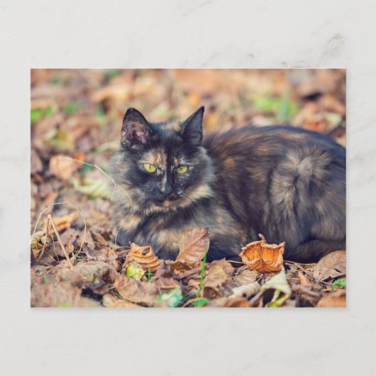 Fluffy Tortoiseshel Kat in het najaar Briefkaart (Voorkant)