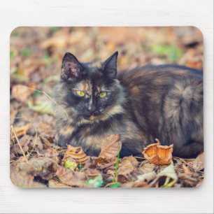 Fluffy Tortoiseshel Kat in het najaar Muismat
