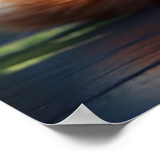 *~* Fluffy Turn Head Kitty Cat 5:4 katje Poster (Hoek)