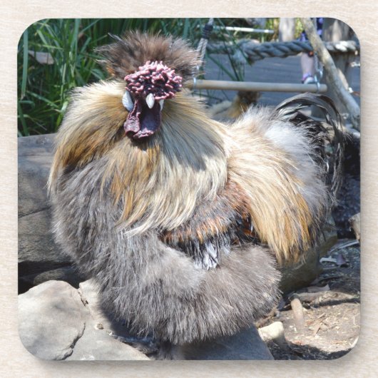 Fluffy Ugly Chicken, Onderzetters (Voorkant)