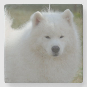 Fluffy White American Eskimo Dog Stenen Onderzetter