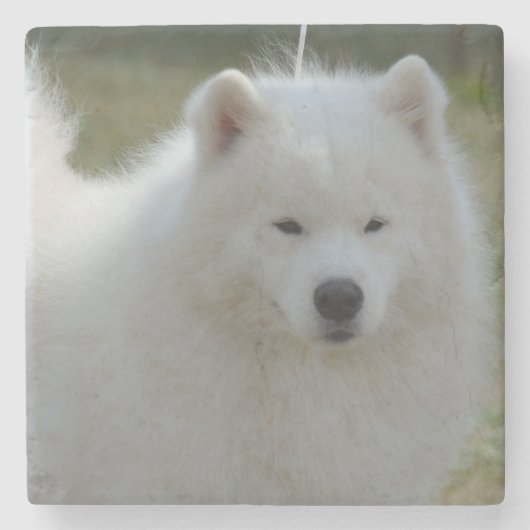 Fluffy White American Eskimo Dog Stenen Onderzetter (Voorkant)