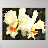 Fluffy White Cat...tleyas Poster (Voorkant)