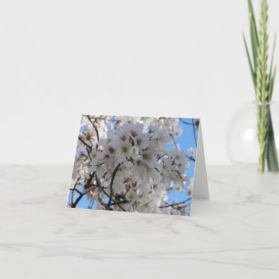 Fluffy White Cherry Blossom Wenskaart Kaart