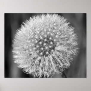 Fluffy White Dandelion Black — White print