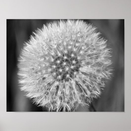 Fluffy White Dandelion Black — White print (Voorkant)