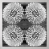 Fluffy White Dandelion Flower Black White Abstract Poster (Voorkant)