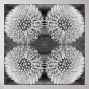 Fluffy White Dandelion Flower Black White Abstract Poster