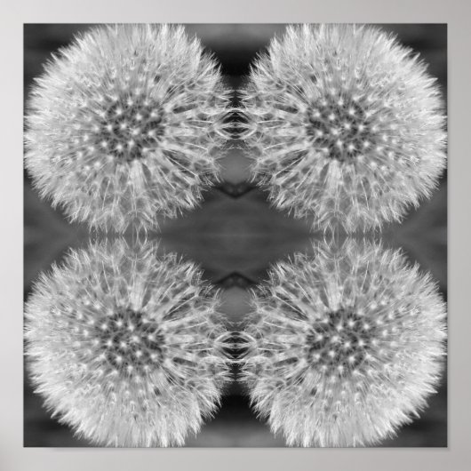 Fluffy White Dandelion Flower Black White Abstract Poster (Voorkant)