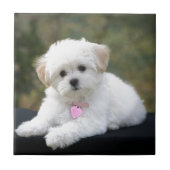 Fluffy White Dog Tegeltje (Voorkant)