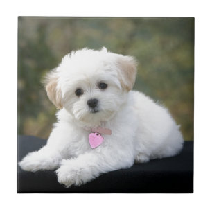 Fluffy White Dog Tegeltje