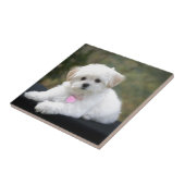 Fluffy White Dog Tegeltje (Zijkant)