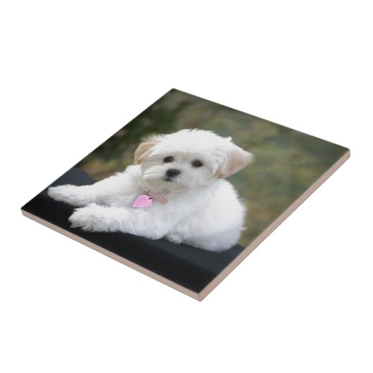 Fluffy White Dog Tegeltje (Zijkant)