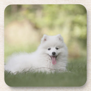 Fluffy White Keeshond Puppy Bier Onderzetter
