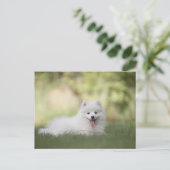 Fluffy White Keeshond Puppy Briefkaart (Staand voorkant)