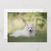 Fluffy White Keeshond Puppy Briefkaart (Voorkant / Achterkant)