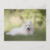 Fluffy White Keeshond Puppy Briefkaart (Voorkant)