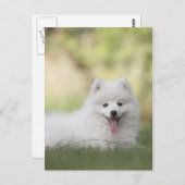 Fluffy White Keeshond Puppy Briefkaart (Voorkant / Achterkant)