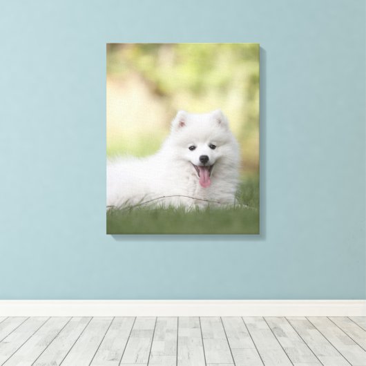 Fluffy White Keeshond Puppy Canvas Afdruk (Insitu (Houten vloer))