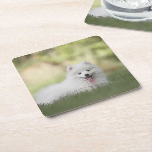 Fluffy White Keeshond Puppy Kartonnen Onderzetters (Schuin)