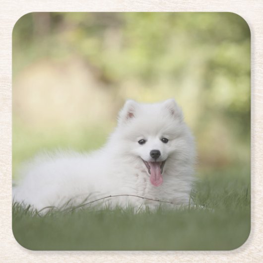 Fluffy White Keeshond Puppy Kartonnen Onderzetters (Voorkant)