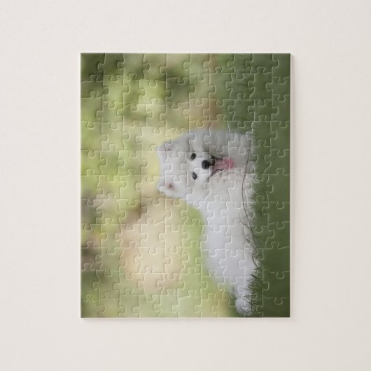 Fluffy White Keeshond Puppy Legpuzzel (Verticaal)