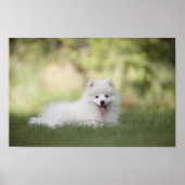 Fluffy White Keeshond Puppy Poster (Voorkant)