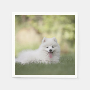 Fluffy White Keeshond Puppy Servet