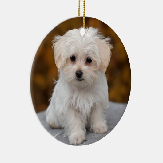 Fluffy White Maltese Puppy Dog Keramisch Ornament (Rechts)