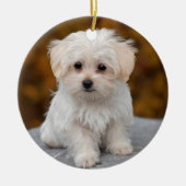 Fluffy White Maltese Puppy Dog Keramisch Ornament (Voorkant)