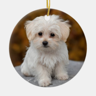 Fluffy White Maltese Puppy Dog Keramisch Ornament