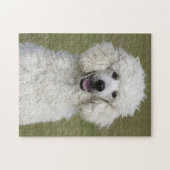 Fluffy White Poodle Puppy Dog Legpuzzel (Horizontaal)