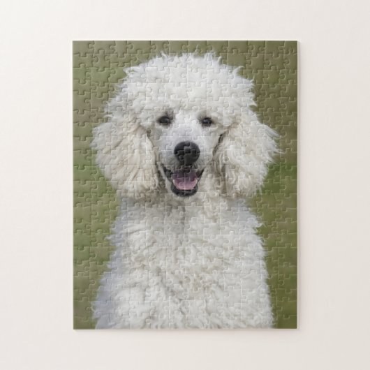 Fluffy White Poodle Puppy Dog Legpuzzel (Verticaal)