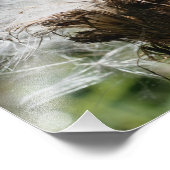 Fluffy White Thistle Fower Seeds 10x8 Natuur Foto Afdruk (Hoek)