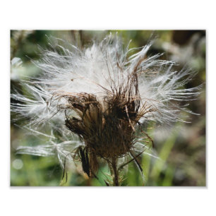 Fluffy White Thistle Fower Seeds 10x8 Natuur Foto Afdruk
