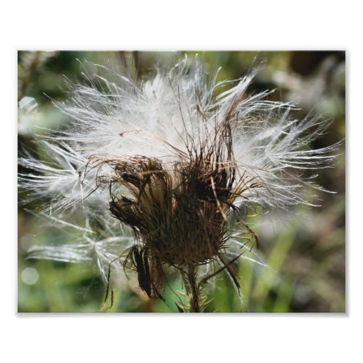 Fluffy White Thistle Fower Seeds 10x8 Natuur Foto Afdruk (Voorkant)