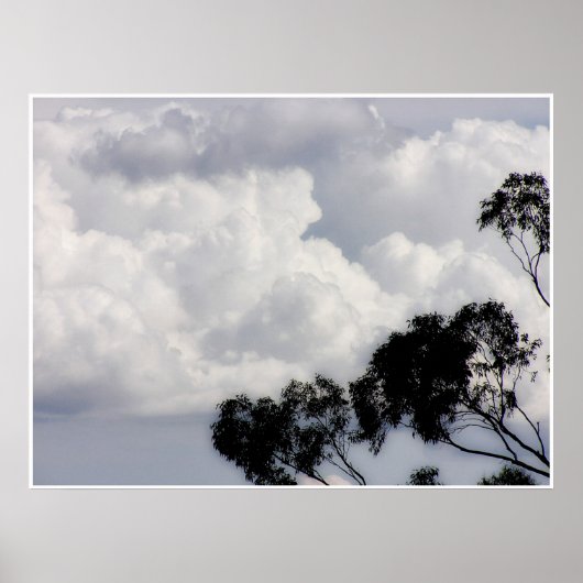 Fluffy Whites-Poster Poster (Voorkant)