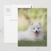 Fluffy witte Keeshond Puppy Briefkaart (Voorkant / Achterkant)