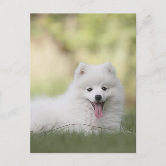 Fluffy witte Keeshond Puppy Briefkaart (Voorkant)