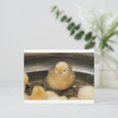Fluffy Yellow Baby Chick Briefkaart (Staand voorkant)