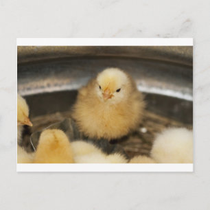 Fluffy Yellow Baby Chick Briefkaart