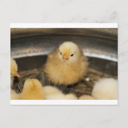 Fluffy Yellow Baby Chick Briefkaart (Voorkant)