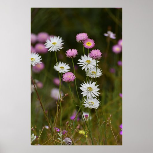 Fluisteringen van Wilde Bloemen Poster (Voorkant)