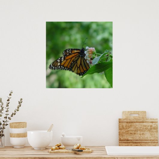 Fluitende monarchvlinder op bloem poster (Keuken)