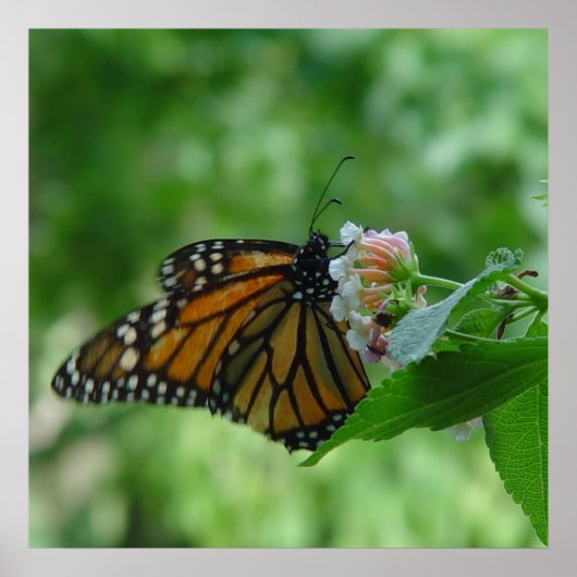 Fluitende monarchvlinder op bloem poster (Voorkant)