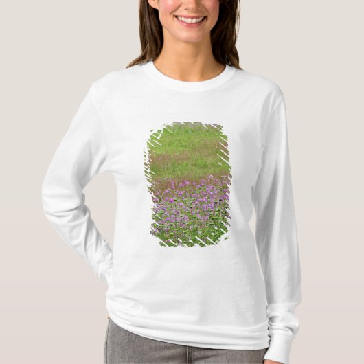 Fluitenkruid (Daucus carota) groeiend T-shirt (Voorkant)