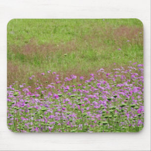 Fluitenkruid (Daucus carota) in groei Muismat