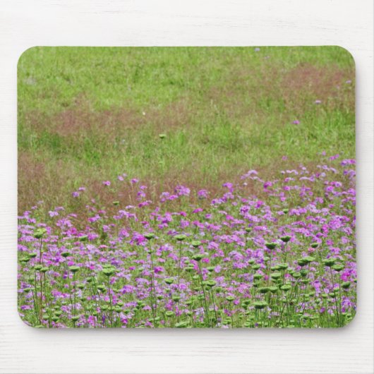 Fluitenkruid (Daucus carota) in groei Muismat (Voorkant)