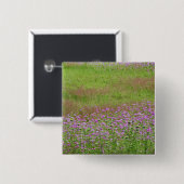 Fluitenkruid (Daucus carota) in groei Vierkante Button 5,1 Cm (Voorkant /achterkant)