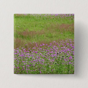 Fluitenkruid (Daucus carota) in groei Vierkante Button 5,1 Cm